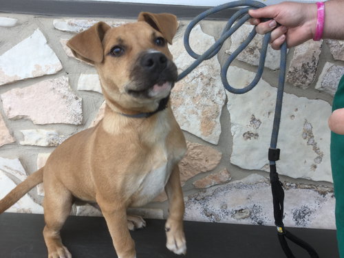 CLARK - Retriever / Terrier available for adoption