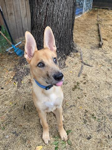 APOLLO - Retriever available for adoption