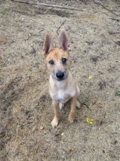 APOLLO - Retriever available for adoption