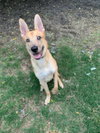 Apollo - Photo 4