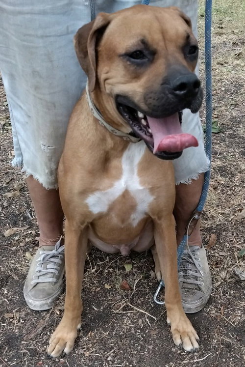 ROCKY - Boxer / Labrador Retriever available for adoption