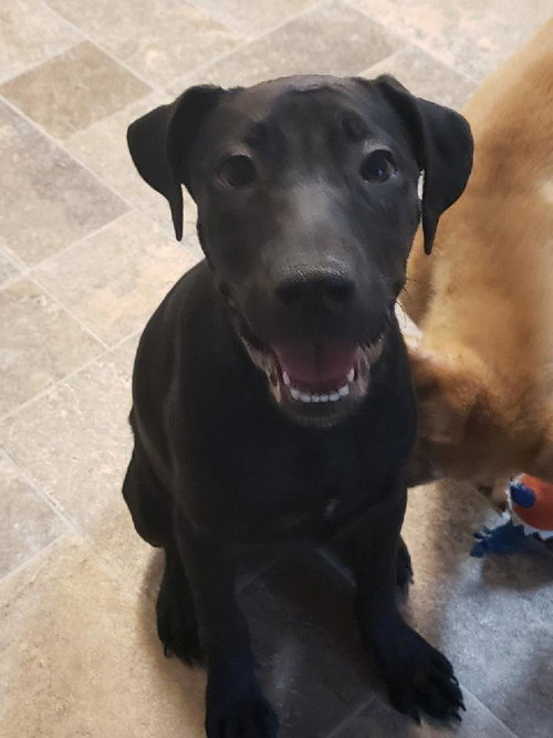 JAZZY - Labrador Retriever available for adoption