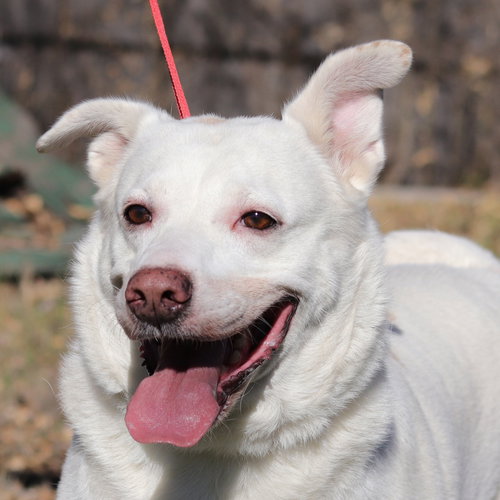 SHELBY - Retriever available for adoption