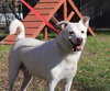 Shelby - Photo 2