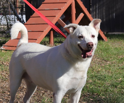 SHELBY - Retriever available for adoption