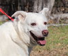 Shelby - Photo 3