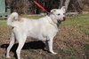 Shelby - Photo 4