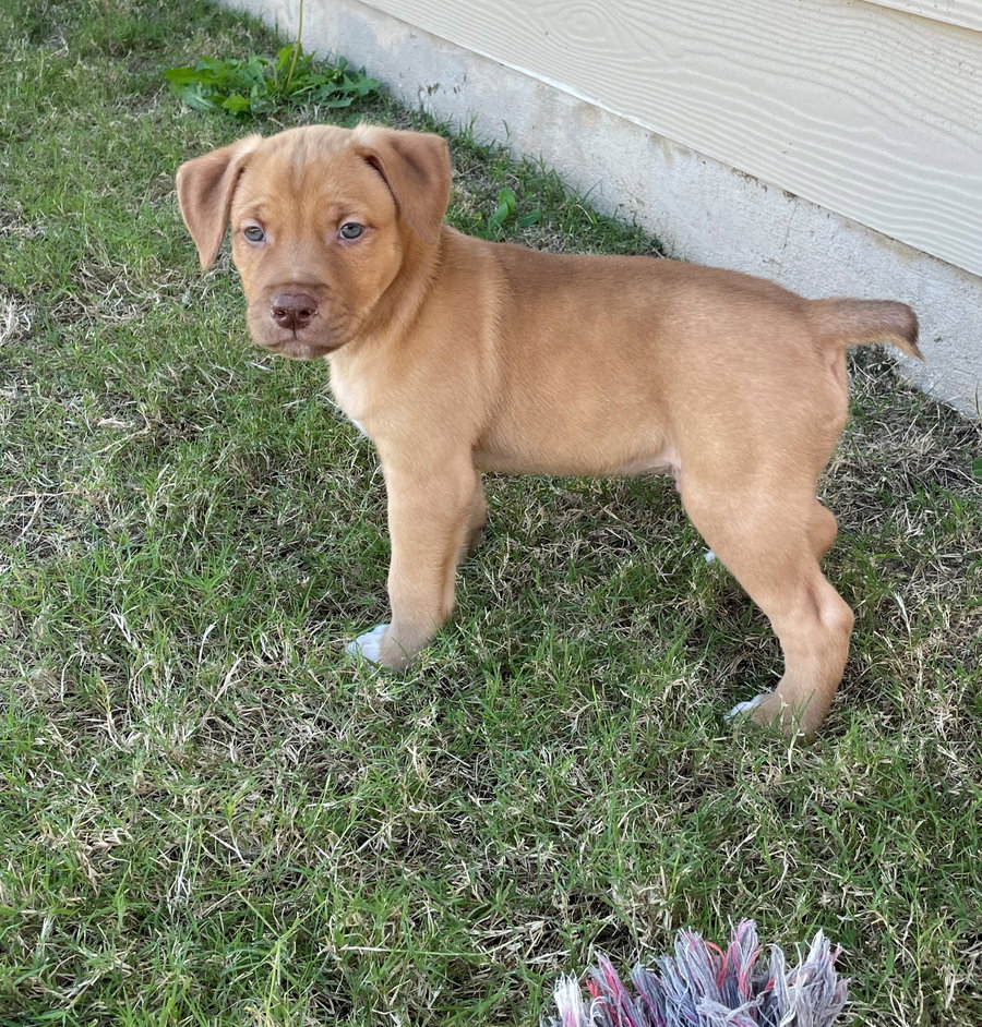 Tex