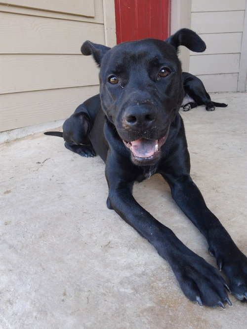 ANDY - Retriever / Terrier available for adoption