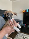 Evie - Photo 6