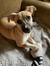 Evie - Photo 1