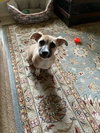 Evie - Photo 3