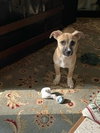 Evie - Photo 4