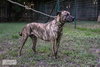 Cora - Photo 3