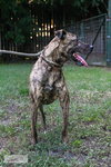 Cora - Photo 4