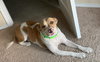 Mabel - Photo 1