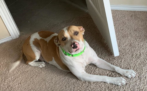 MABEL - Terrier / Retriever available for adoption