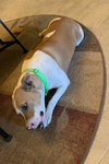 Mabel - Photo 2