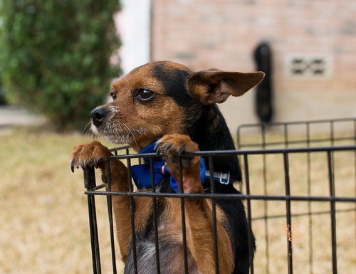 MICAH - Yorkshire Terrier Yorkie / Miniature Pinscher available for adoption
