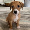 Cooper - Photo 4
