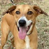 Cooper - Photo 1
