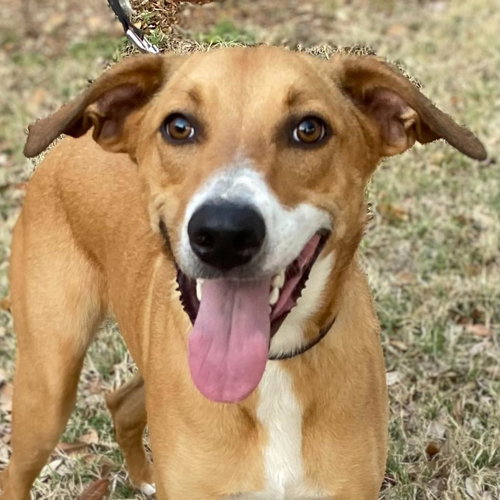 COOPER - Retriever available for adoption