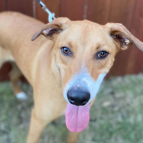 COOPER - Retriever available for adoption