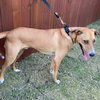 Cooper - Photo 3