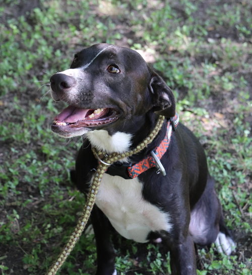 LOKIH - Black Labrador Retriever / Border Collie available for adoption