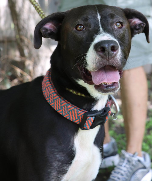 LOKIH - Black Labrador Retriever / Border Collie available for adoption