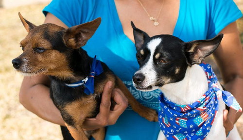 PETER - Rat Terrier / Terrier available for adoption