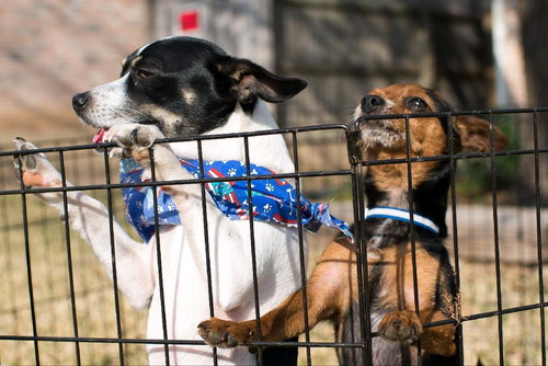 PETER - Rat Terrier / Terrier available for adoption