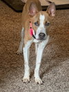 Charlie - Photo 1
