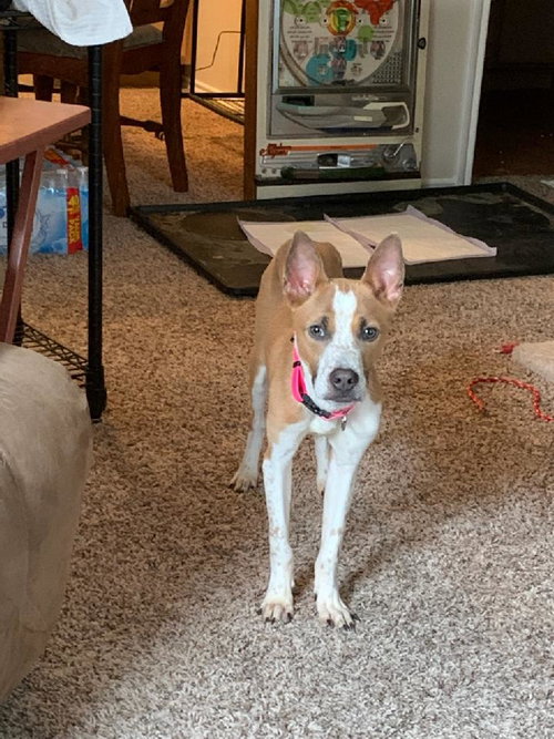CHARLIE - Terrier / Retriever available for adoption