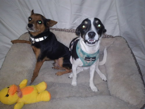 PETER AND MICAH - Rat Terrier / Terrier available for adoption