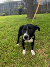 Zoey - Photo 2