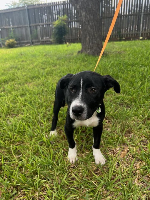 ZOEY - Labrador Retriever / American Staffordshire Terrier available for adoption