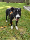 Zoey - Photo 3