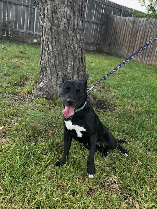 ZELDA - Labrador Retriever / American Staffordshire Terrier available for adoption