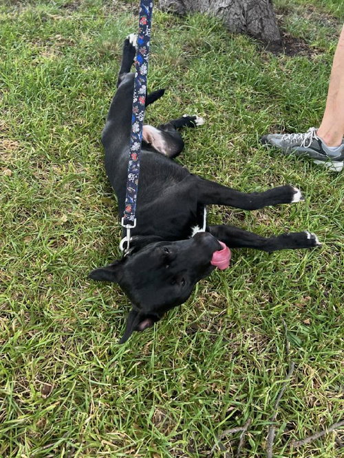 ZELDA - Labrador Retriever / American Staffordshire Terrier available for adoption