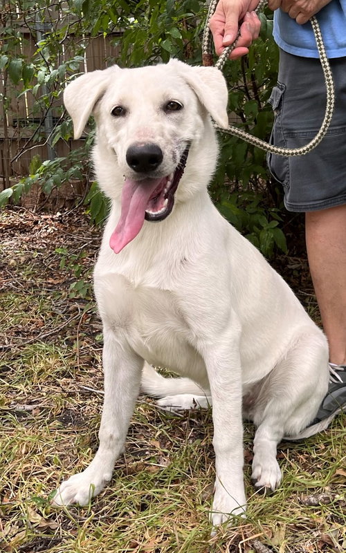 KALESI - Labrador Retriever / Shepherd available for adoption