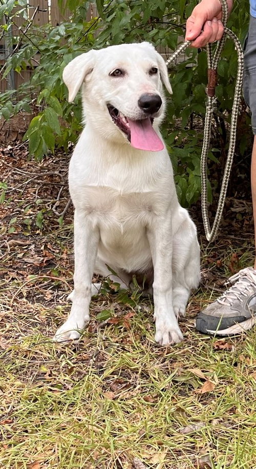 KALESI - Labrador Retriever / Shepherd available for adoption