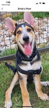 Ellie aka Eddy - Photo 2