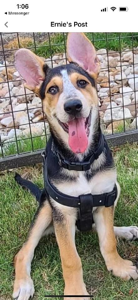 ELLIE AKA EDDY - German Shepherd Dog / Australian Cattle Dog/Blue Heeler available for adoption