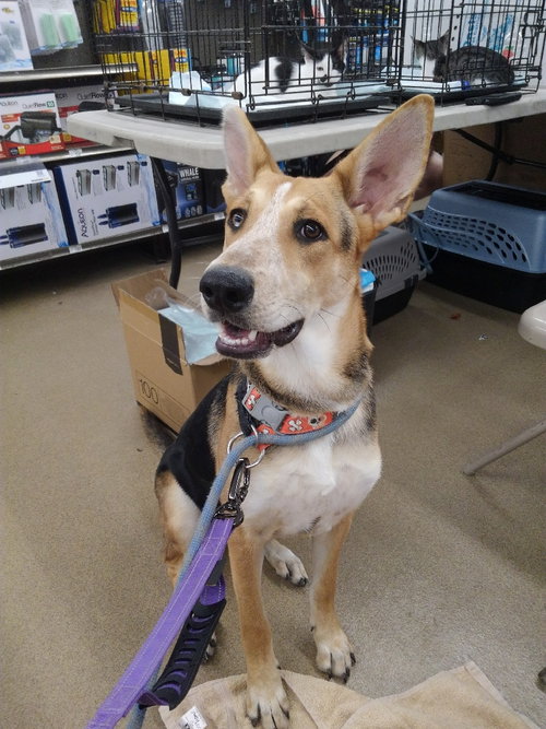 ELLIE AKA EDDY - German Shepherd Dog / Australian Cattle Dog/Blue Heeler available for adoption