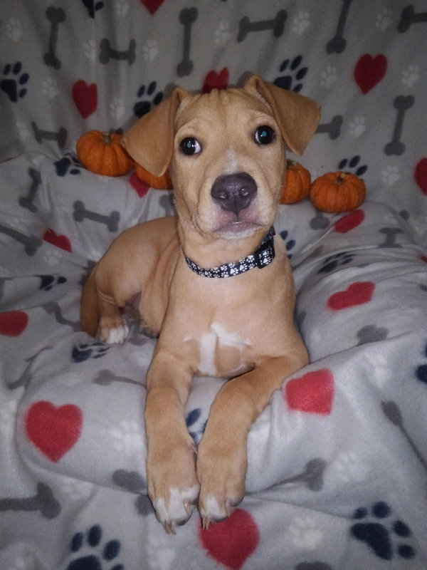 Jack