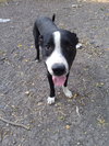 Bo - Photo 1