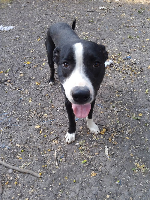 BO - Labrador Retriever / Terrier available for adoption