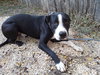 Bo - Photo 2