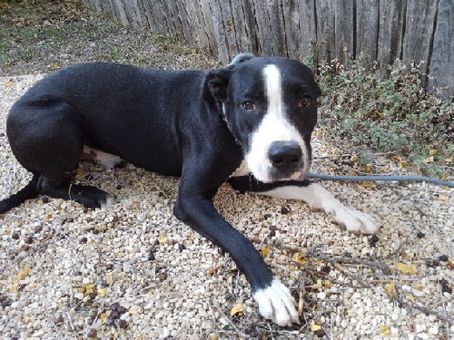 BO - Labrador Retriever / Terrier available for adoption